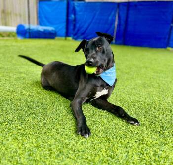 Vinny -  Labrador Retriever and Mixed Breed Dog Available for Adoption in Ellijay, Georgia - Vinny | PetCurious