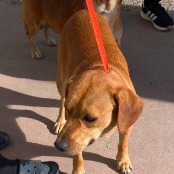 Dachshund Dogs Available for Adoption - WAGS-Stray-20906_2 | PetCurious