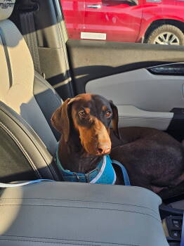 Rescue Doberman Pinscher Dogs for Adoption in Minneapolis, Minnesota - Fawn | PetCurious