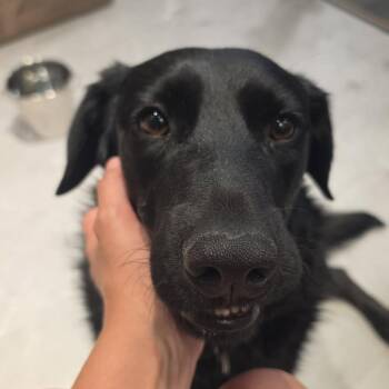 Buckley -  Mixed Breed and Labrador Retriever Dog for Adoption in Salt Lake City, Utah - Buckley | PetCurious