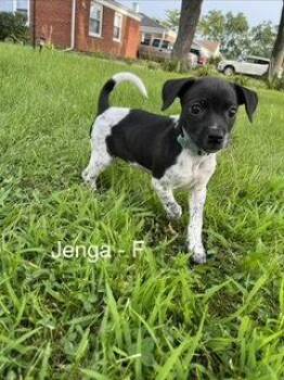Jenga -  Terrier Dog for Adoption in Hillside, Illinois - Jenga | PetCurious