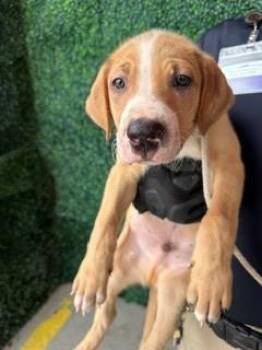 61383075 -  Labrador Retriever and Mixed Breed Dog for Adoption in El Paso, Texas - 61383075 | PetCurious