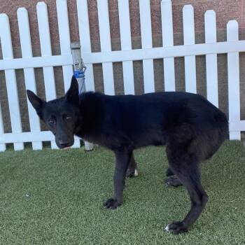 STEINWAY -  German Shepherd Dog and Mixed Breed Dog for Adoption in Modesto, California - STEINWAY | PetCurious