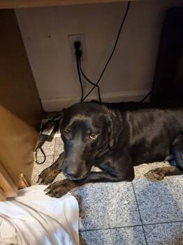 Labrador Retriever Dogs Available for Adoption - Saratoga | PetCurious