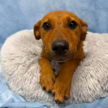 Belle -  Labrador Retriever and Mixed Breed Dog for Adoption in Buchanan Dam, Texas - Belle | PetCurious