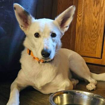 Judge -  Siberian Husky and German Shepherd Dog Dog for Adoption in New London, Wisconsin - Judge | PetCurious