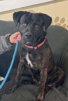 Labrador Retriever and Mastiff Dogs Available for Adoption - Knox | PetCurious