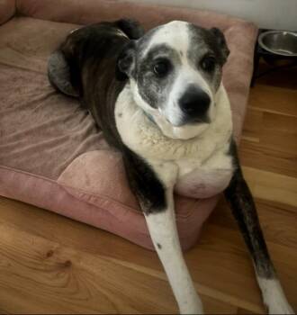 Rescue Caucasian Sheepdog Caucasian Ovtcharka Dogs for Adoption - Rocky Blue Jean | PetCurious