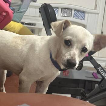 Rescue Chihuahua Dogs for Adoption in New Orleans, Louisiana - Willy Waterloo | PetCurious