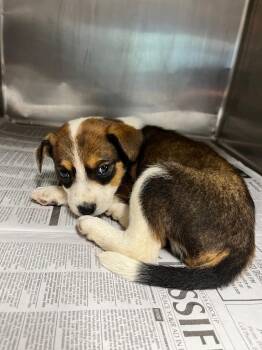 Boone/Scrappy -  Australian Cattle Dog Blue Heeler Dog for Adoption in Hopkinsville, Kentucky - Boone/Scrappy | PetCurious
