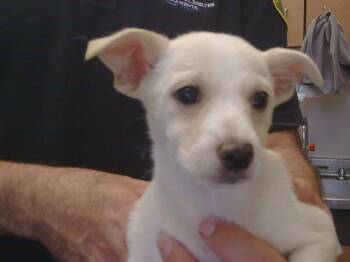 Cardigan Welsh Corgi and Chihuahua Dogs Available for Adoption in Sacramento, California - A915366 | PetCurious