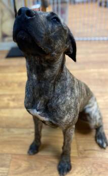 Hunny (Kasatka) -  Mixed Breed Dog for Adoption in Ocala, Florida - Hunny (Kasatka) | PetCurious