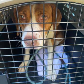 Uno Stray Hold 10/27 -  Mixed Breed Dog for Adoption in Huntington, West Virginia - Uno Stray Hold 10/27 | PetCurious