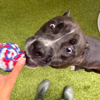 Kross -  American Staffordshire Terrier Dog for Adoption in Greensboro, North Carolina - Kross | PetCurious