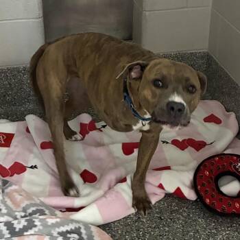 Rora -  Mixed Breed Dog for Adoption in Dearborn, Michigan - Rora | PetCurious