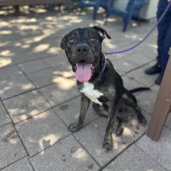 Rescue Pit Bull Terrier Dogs for Adoption in Dallas, Texas - Denzel Washington | PetCurious