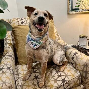 Australian Cattle Dog Blue Heeler and Cattle Dog Dogs Available for Adoption in Friendswood, Texas - Daisy May The Kid Approved Sweetheart | PetCurious