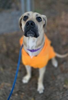 Rescue Bullmastiff and Mixed Breed Dogs for Adoption in North Charleston, South Carolina - 88204A Babushka - Adoption Ambassador | PetCurious
