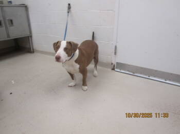 Rescue Pit Bull Terrier Dogs for Adoption in Marietta, Georgia - Tyson (811) | PetCurious