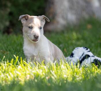 Peanut -  Smooth Collie and Australian Shepherd Dog for Adoption in New Washoe City, Nevada - Peanut | PetCurious