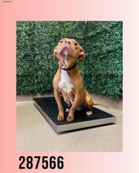 PHOEBE -  American Bulldog and Mixed Breed Dog Available for Adoption in Macon, Georgia - PHOEBE | PetCurious
