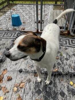 Rescue Beagle and Jack Russell Terrier Dogs for Adoption in Coventry, Connecticut - Jack | PetCurious