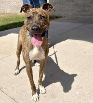 Agatha (Aggie) -  Mixed Breed Dog for Adoption in Gwinn, Michigan - Agatha (Aggie) | PetCurious
