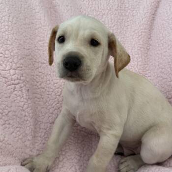 Chalk Pup - Limestone -  Spaniel and Terrier Dog for Adoption in San Diego, California - Chalk Pup - Limestone | PetCurious
