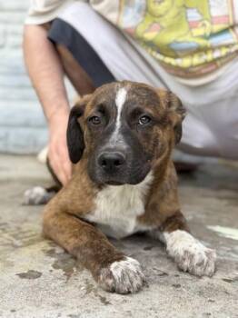 Mastiff and Mixed Breed Dogs Available for Adoption in Morton Grove, Illinois - Owen | PetCurious