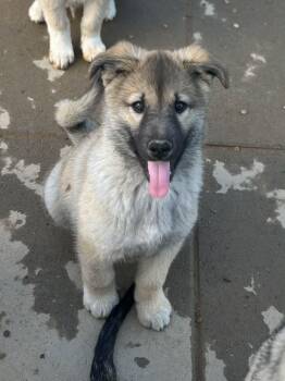 German Shepherd Dog Dogs Available for Adoption in Salisbury, Maryland - New York New York | PetCurious