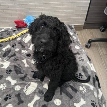 Poodle and Mixed Breed Dogs Available for Adoption in Jupiter, Florida - Orion | PetCurious