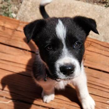 Border Collie Dogs Available for Adoption in Marfa, Texas - Dugan | PetCurious