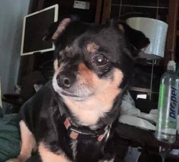 Jake -  Chihuahua Dog for Adoption in Waterloo, Illinois - Jake | PetCurious