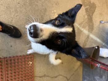Milo -  Border Collie Dog for Adoption in Tucson, Arizona - Milo | PetCurious