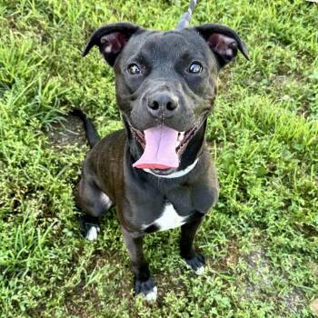 Rojo K6 -  Mixed Breed Dog for Adoption in Union, Missouri - Rojo K6 | PetCurious