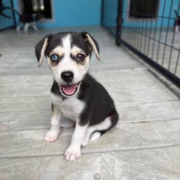 Eiffel -  Beagle and Mixed Breed Dog for Adoption in Bradenton, Florida - Eiffel | PetCurious