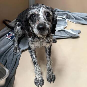 Zarlo -  Poodle and Mixed Breed Dog for Adoption in Tulsa, Oklahoma - Zarlo | PetCurious
