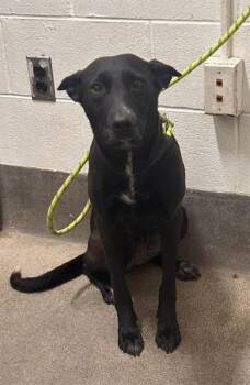 GEORGIA PEACH -  German Shepherd Dog and Mixed Breed Dog for Adoption - GEORGIA PEACH | PetCurious