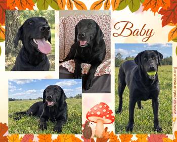 Baby -  Labrador Retriever and Black Labrador Retriever Dog for Adoption in Middletown, Rhode Island - Baby | PetCurious