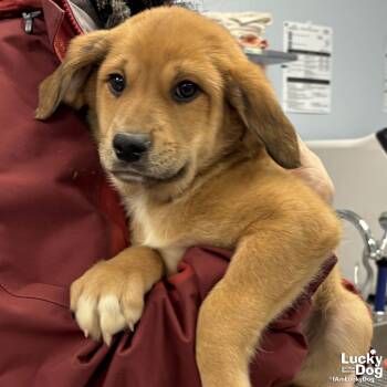 Golden Retriever and Shepherd Dogs Available for Adoption - New Bishop | PetCurious