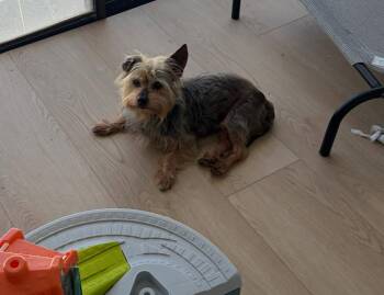 Benny -  Yorkshire Terrier Dog for Adoption in Briny Breezes, Florida - Benny | PetCurious