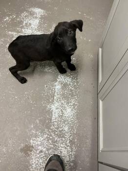 Louie -  Border Collie and Mixed Breed Dog for Adoption in Dyersburg, Tennessee - Louie | PetCurious