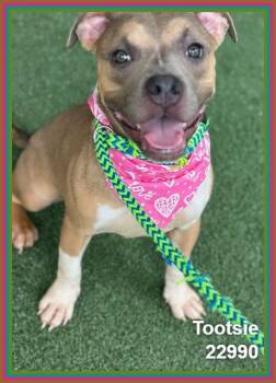 TOOTSIE (see also POP) -  Staffordshire Bull Terrier and Pit Bull Terrier Dog for Adoption in Marietta, Georgia - TOOTSIE (see Also POP) | PetCurious