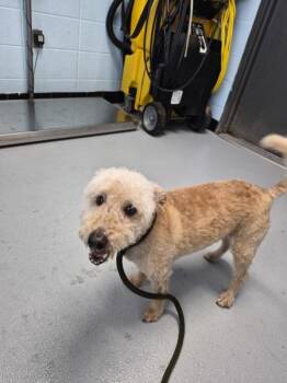 Airedale Terrier Dogs Available for Adoption in Lawrenceville, Georgia - Pen 239c Shug | PetCurious