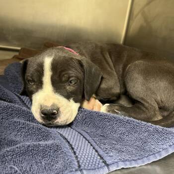 Mixed Breed Dogs Available for Adoption in Chattanooga, Tennessee - Siouxsie Sioux | PetCurious