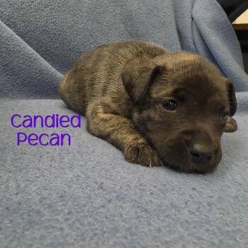 Candied Pecan -  Mixed Breed Dog for Adoption in Parkersburg, West Virginia - Candied Pecan | PetCurious