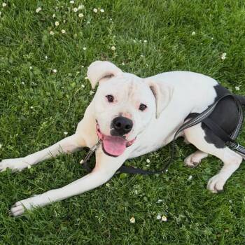 Sleepy -  Pit Bull Terrier Dog for Adoption in Salem, Oregon - Sleepy | PetCurious