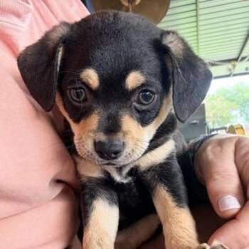 Chihuahua and Terrier Dogs Available for Adoption in Liverpool, Texas - Roco | PetCurious