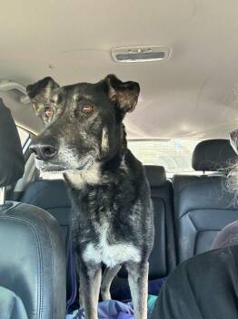 German Shepherd Dog Dogs Available for Adoption - Lolo | PetCurious