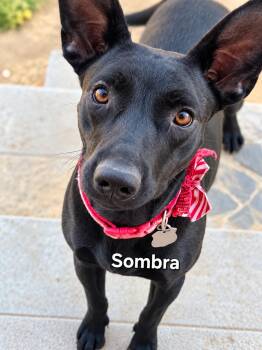 SOMBRA -  Shepherd and Mixed Breed Dog for Adoption in Palm Desert, California - SOMBRA | PetCurious